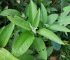 Sambong (Blumea balsamifera): Health Benefits, Uses, and Side Effects