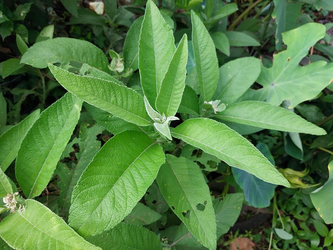 Sambong (Blumea balsamifera): Health Benefits, Uses, and Side Effects 1 sambong_health_benefits