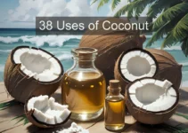 Coconut Benefits: 38 Medical and Non-Medical Uses