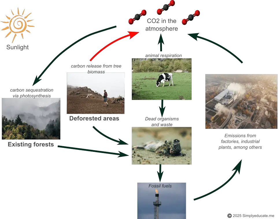 How Does Deforestation Contribute to Climate Change? 4 Major Causes and Impacts 2 deforestation effects to the carbon cycle