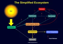 What is an Ecosystem? 7 Key Components