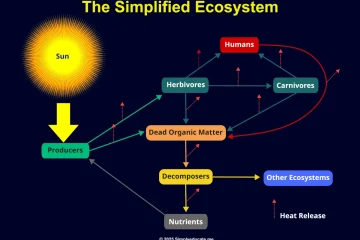 What is an Ecosystem? 7 Key Components What is an Ecosystem? 7 Key Components