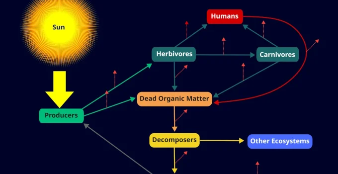 What is an Ecosystem? 7 Key Components