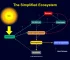 What is an Ecosystem? 7 Key Components