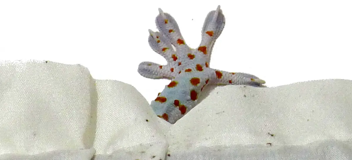 Why Don't House Lizards Eat Dead Bugs? 5 gecko foot