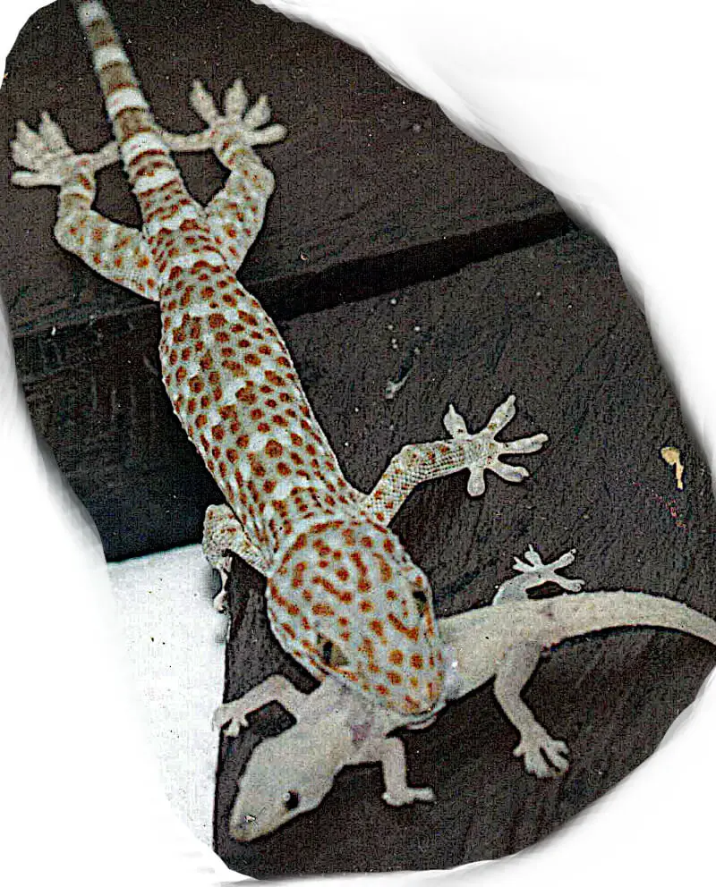 Why Don't House Lizards Eat Dead Bugs? 2 house gecko