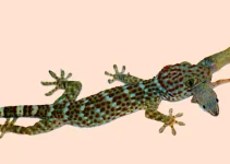 5 Pests in the House that Geckos Can Prey On