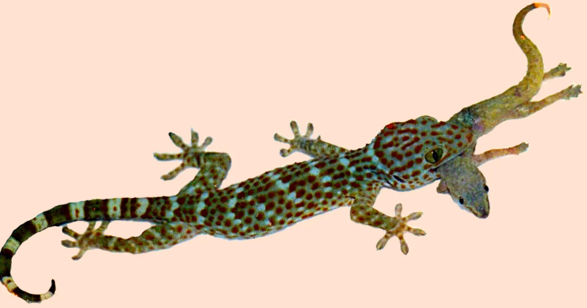 what do geckos eat