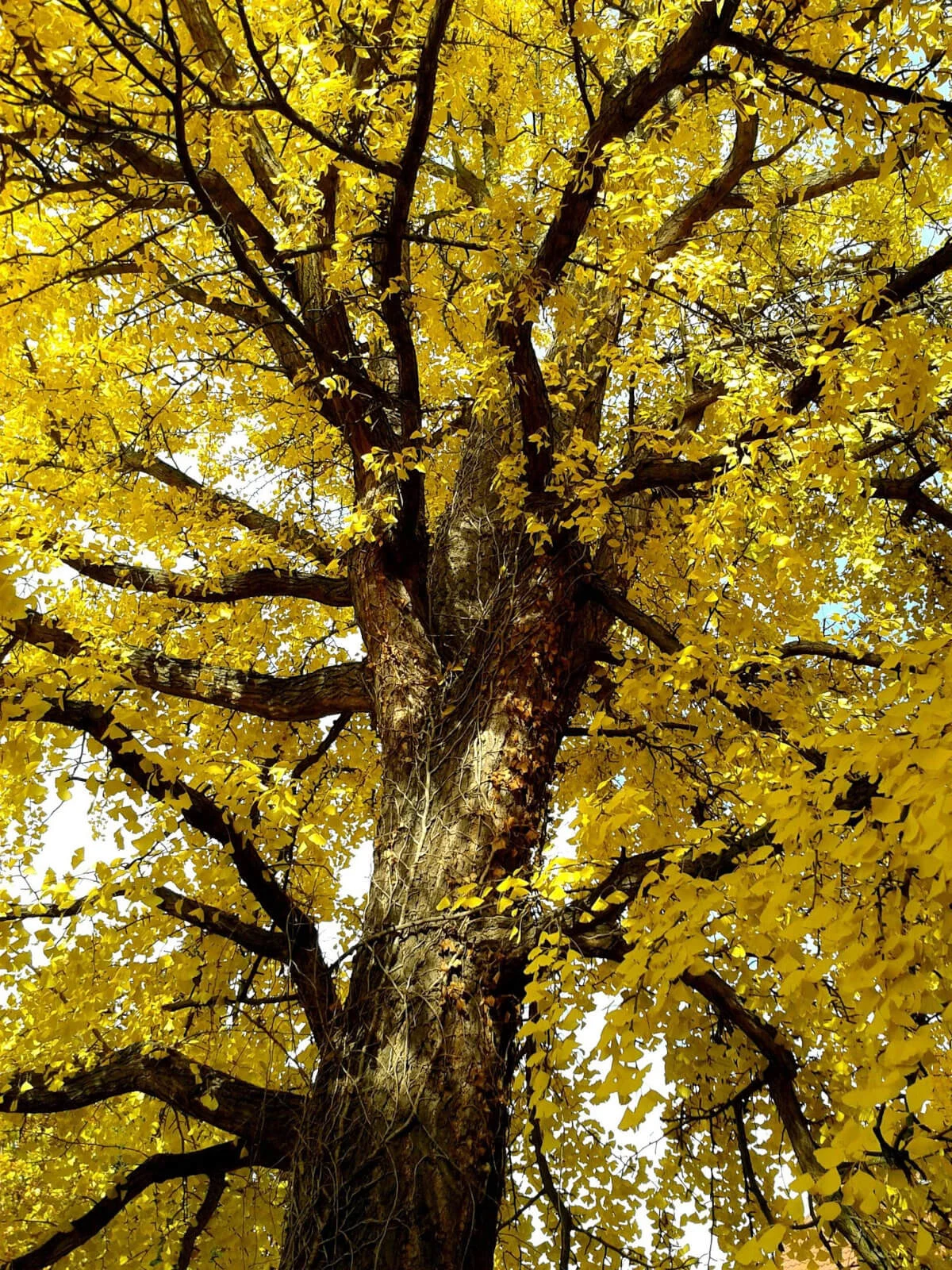 maidenhair tree benefits