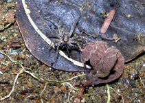 Do Spiders Eat Cockroaches?