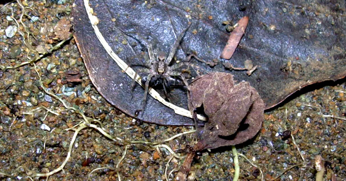 Do Spiders Eat Cockroaches? 1 do spiders eat cockroaches