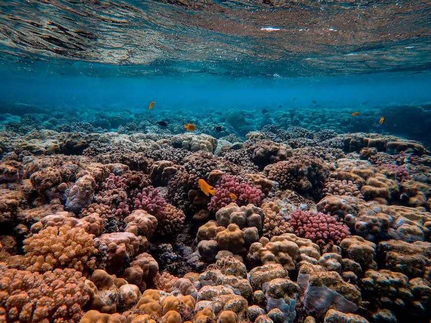 Image of a vibrant coral reef filled with diverse marine life