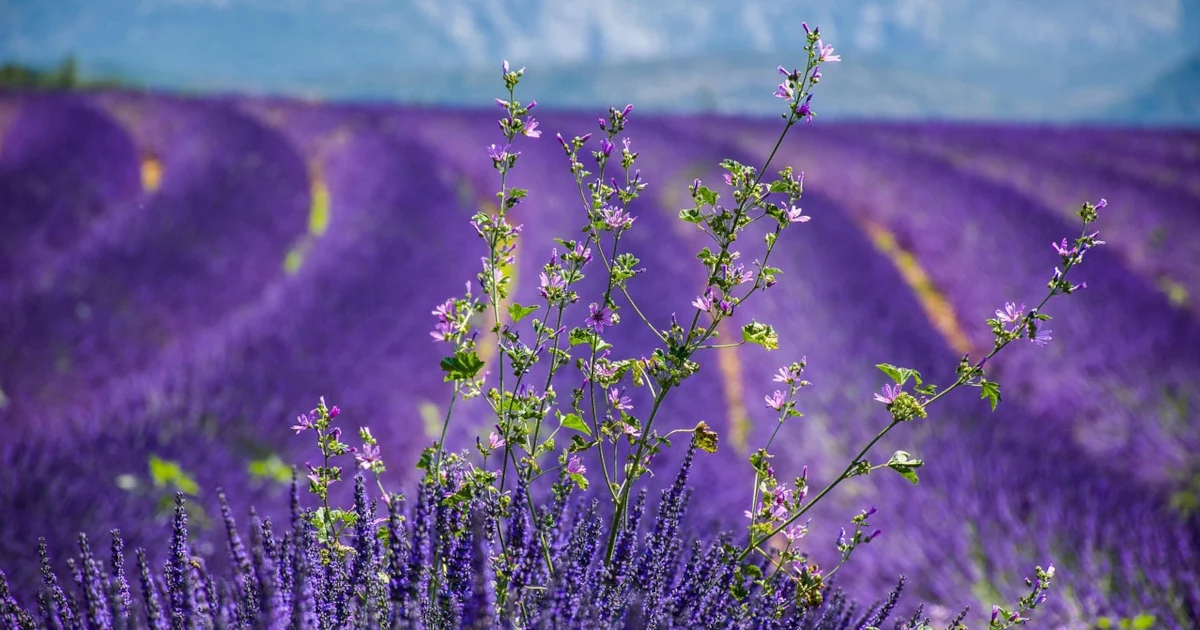lavender essential oil