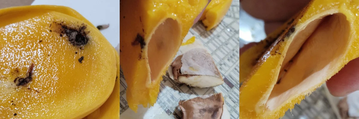 Mango Pulp Weevil: A Pest Control Problem in Palawan Island 2 mango pulp weevil damage