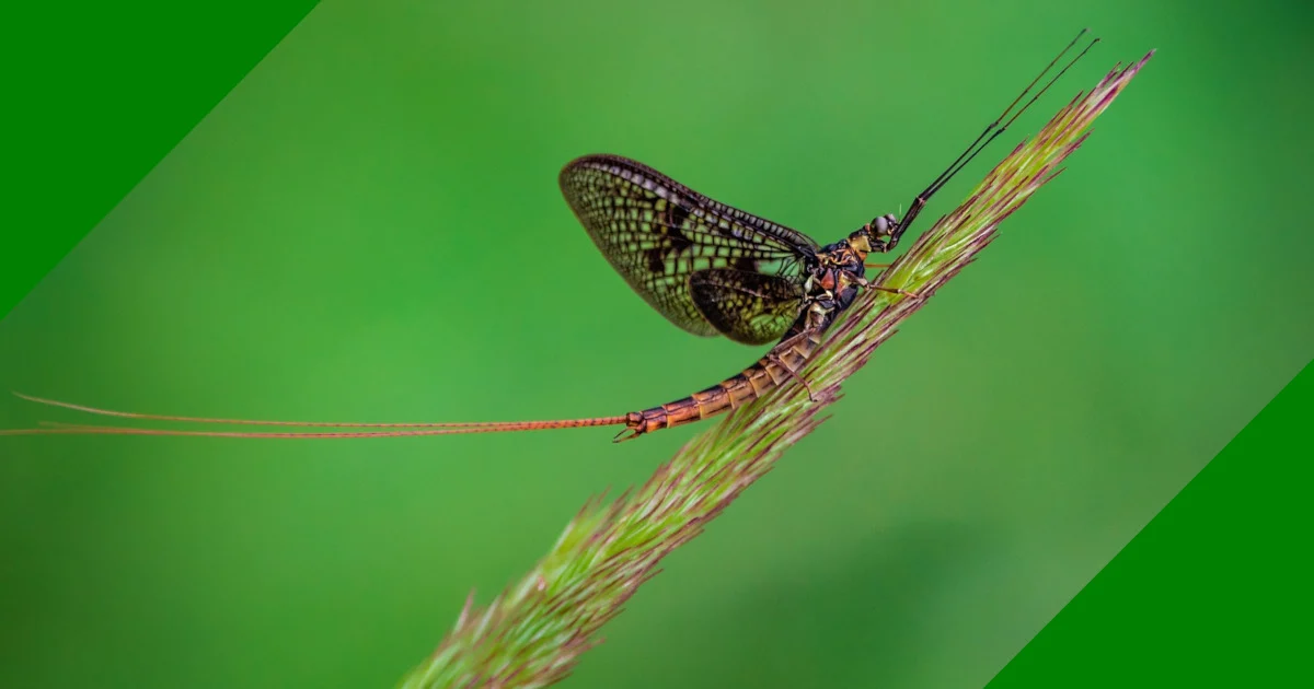 little-bugs-that-fly-around-lights