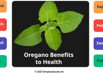 Oregano Benefits: Cooking, Health Uses and Safety Tips