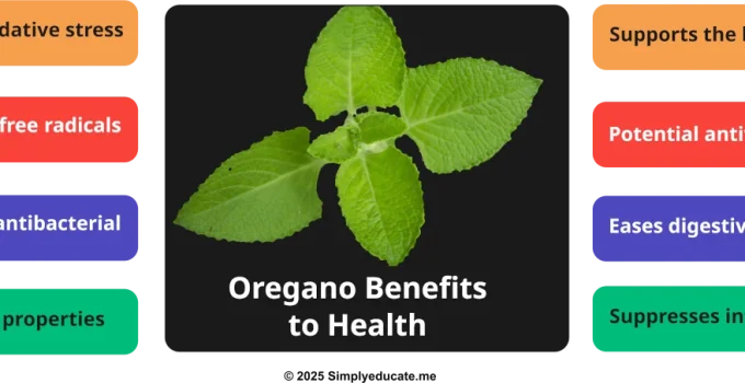 Oregano Benefits: Cooking, Health Uses and Safety Tips