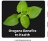 Oregano Benefits: Cooking, Health Uses and Safety Tips