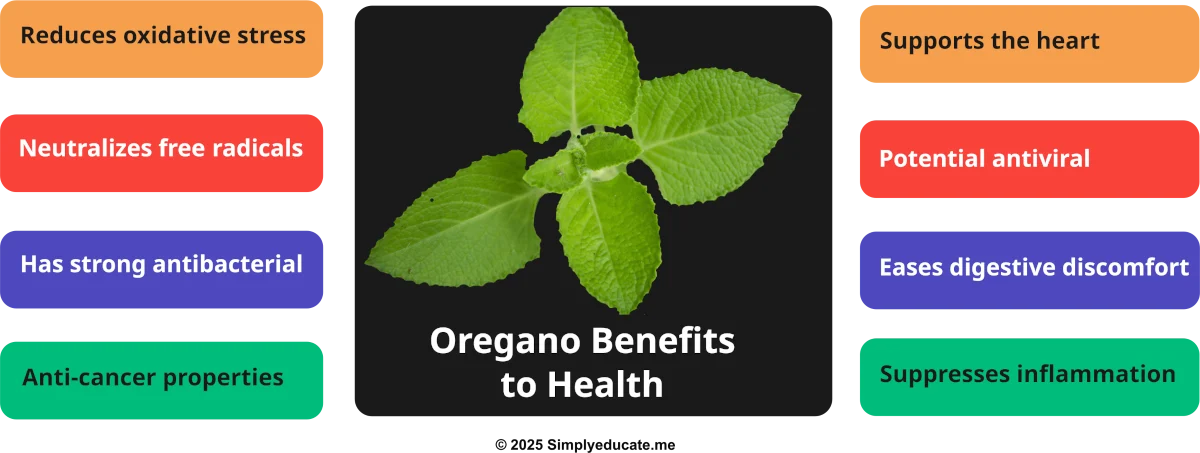 Oregano Benefits: Cooking, Health Uses and Safety Tips 1 oregano benefits