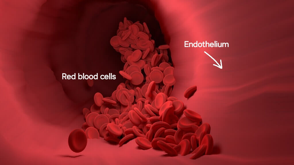 Turmeric Benefits: 5 Healing Properties for Better Health 3 endothelium
