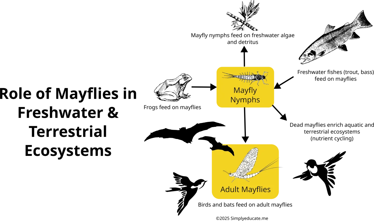 bugs that fly around lights