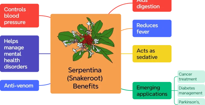 Rauvolfia serpentina (Indian Snakeroot): Uses, Benefits, and Side Effects Rauvolfia serpentina (Indian Snakeroot): Uses, Benefits, and Side Effects