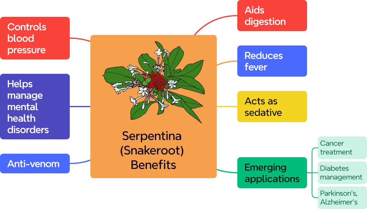 Rauvolfia serpentina (Indian Snakeroot): Uses, Benefits, and Side Effects 1 serpentina benefits