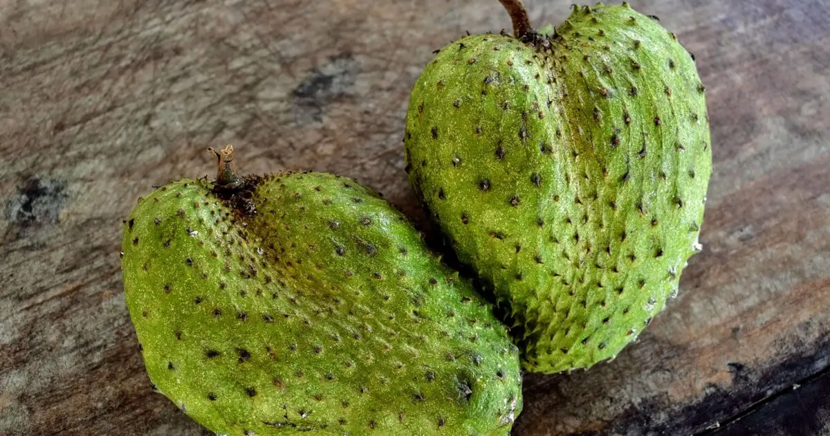 What Does Soursop Do for the Body? 4+ Health Benefits 1 what does soursop do for the body