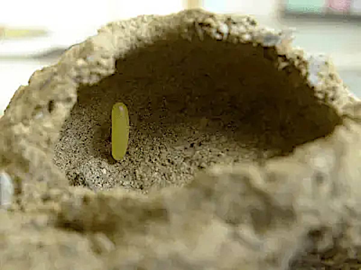 black wasp egg