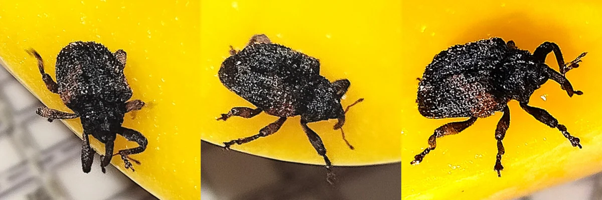 Mango Pulp Weevil: A Pest Control Problem in Palawan Island 3 mango pulp weevil