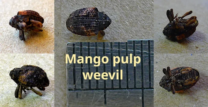 Mango Pulp Weevil: A Pest Control Problem in Palawan Island